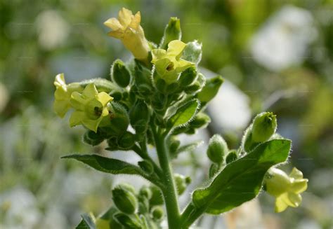 Nicotiana rustica,