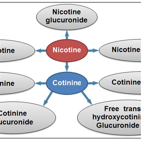 Nicotine's Metabolic Journey