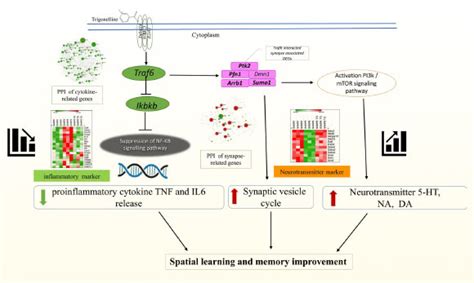 Nicotine: The Stimulating Alkaloid Enhancing Cognitive Function and Performance