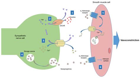 Nicotine: Uncovering its Stimulating Effects