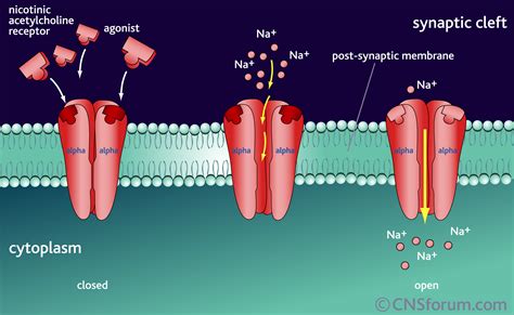 Nicotine Receptors