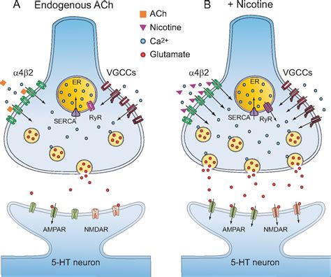 Nicotine exerts its effects through interaction with nicotinic acetylcholine receptors (nAChRs) in the brain.