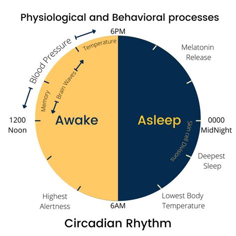 Night and Day: Understanding the Circadian Rhythm for Optimal Health and Performance