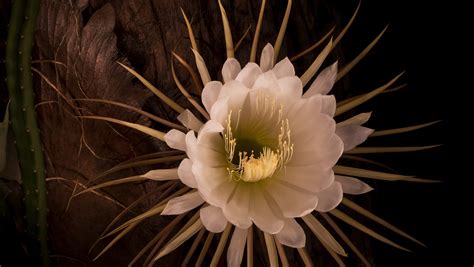 Night-Blooming Cereus Stories Doc