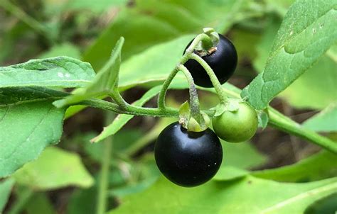 Nightshade Plants: Tomatoes and Tobacco - A Tale of Two Fruits