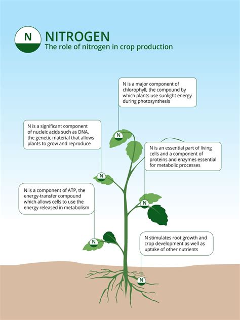 Nitrogen's Crucial Role in Plant Growth