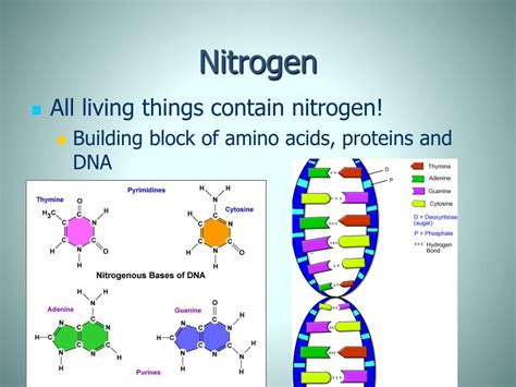 Nitrogen: The Building Block**