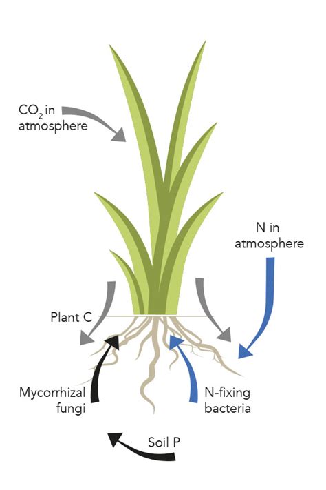 Nitrogen: The Building Block of Pasture Productivity