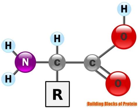 Nitrogen: The Building Block of Protein