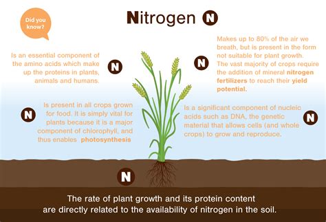 Nitrogen: The Essential Nutrient for Plant Growth