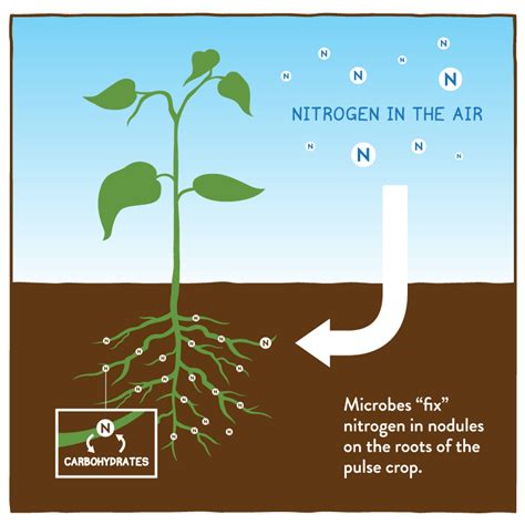 Nitrogen: The Foundation of Plant Growth