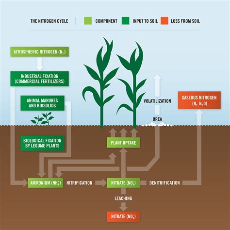 Nitrogen: The Key to Plant Productivity