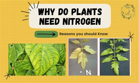 Nitrogen: The Key to Thriving Gardens