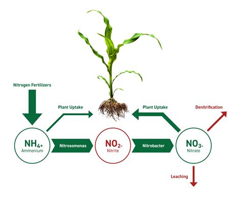 Nitrogen Content and Yield of Crops as Affected by Different Nitrogenous Manures Epub