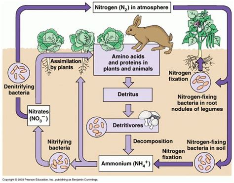 Nitrogen Cycle: A Vital Process for Rabbits