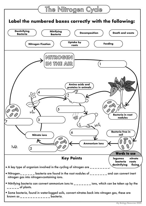 Nitrogen Cycle Worksheet Answers 12084 PDF Kindle Editon