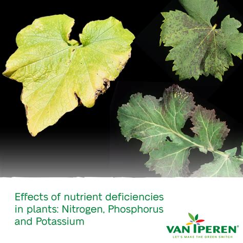 Nitrogen Deficiency: