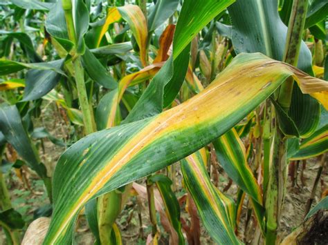 Nitrogen Deficiency Symptoms: