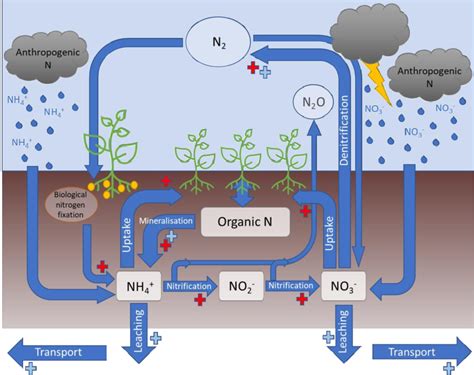 Nitrogen Goes Through the Process of Transformation