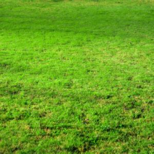 Nitrogen Lawn Fertilizer: The Ultimate Guide to a Lush, Green Lawn