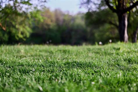 Nitrogen Rich Grass Fertilizer: The Key to a Lush, Healthy Lawn