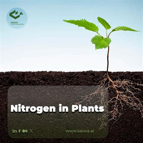 Nitrogen and Iron: The Vital Nutrients for Plant Health and Growth