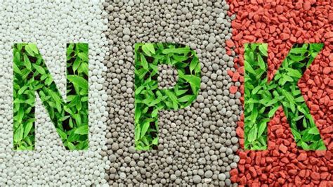 Nitrogen and Potassium Fertilizer: A Vital Duo for Plant Growth