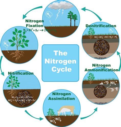 Nitrogen content: