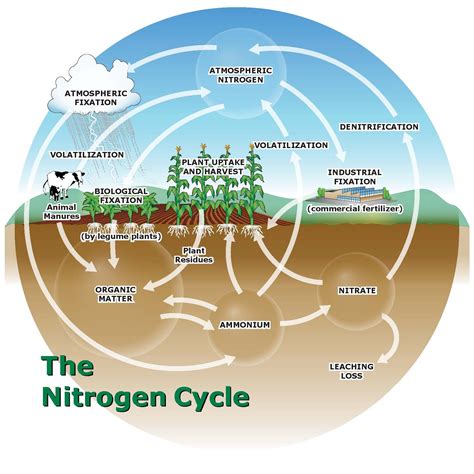 Nitrogen sources: