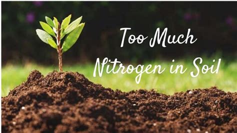 Nitrogen-Rich Soils: