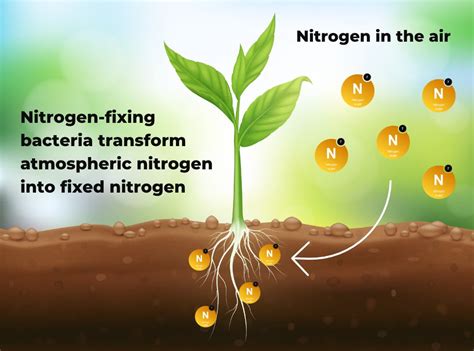 Nitrogen-fixing bacteria: