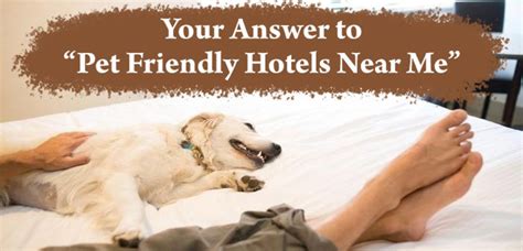 No Pet Fee Hotels Near Me: Discover Affordable Pet-Friendly Stays