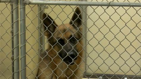 Noah's Hope Animal Rescue: A Lifeline for 3,000+ Abandoned Animals in Sioux City