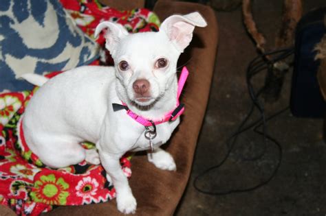 Noah Animal Shelter in Stanwood: A Haven for Homeless Pets