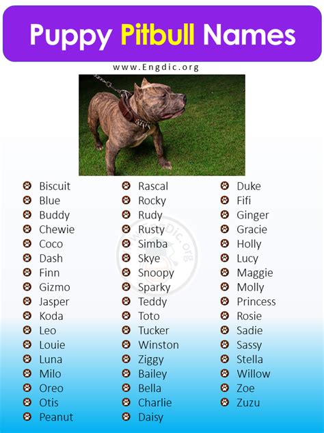 Noble Guardians: Ultimate Guide to Pit Bull Dog Names for Male Companions