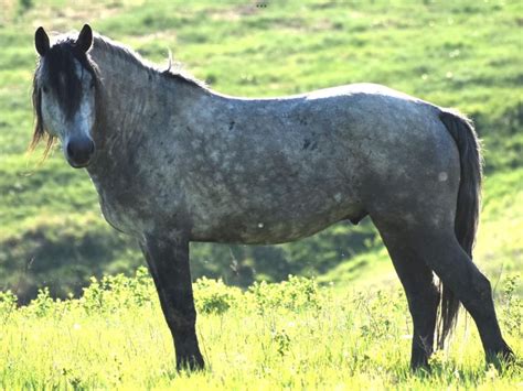 Nokota Horses for Sale: Your Chance to Own a Living Legend