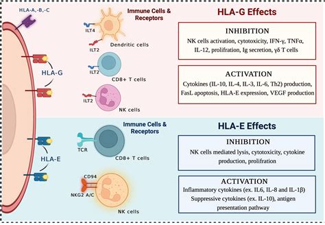 Non-HLA Antigens in Health Epub