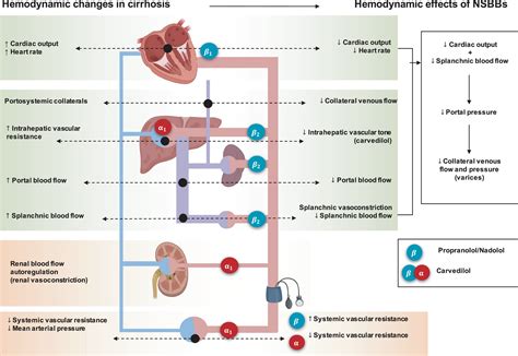 Nonselective Beta Blockers: A Comprehensive Guide