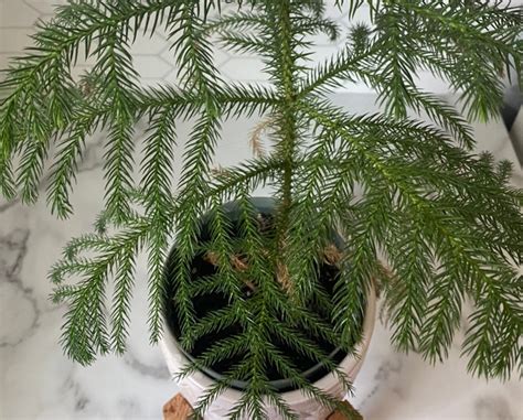 Norfolk Island Pine: 5 Essential Fertilizing Tips for Lush Greenery