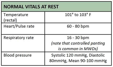 Normal Canine Heart Rate: A Vital Indicator