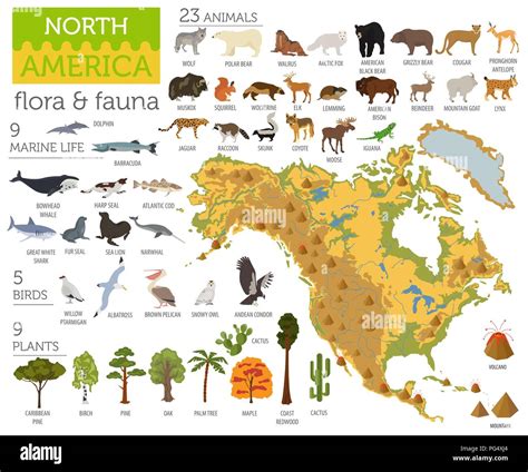 North American Fauna... PDF