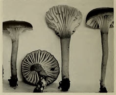 North American Species of Hygrophorus Reader