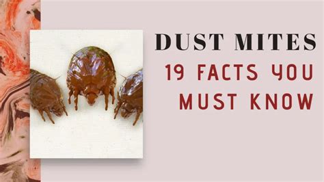 Northern Exposure Dust Mites: 10 Surprising Facts You Didn't Know