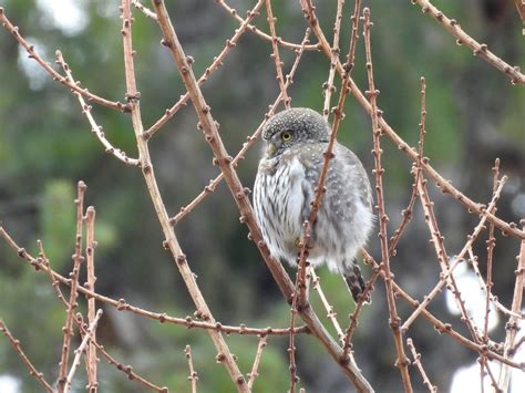 Northern Pygmy-Owl: Tiny and Fierce