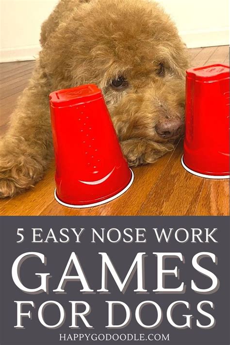 Nose Work for Dogs: 7 Amazing Benefits for Your Pup