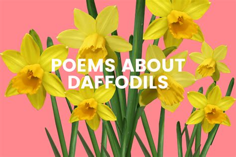 Not Daffodils Again]- Teaching Poetry 9-13 (SCPP) Ebook Epub