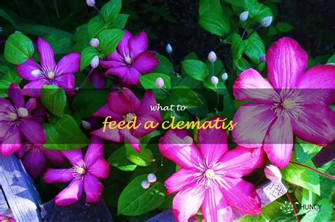 Nourishing Clematis for Vibrant Blooms and Healthy Vines