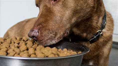 Nourishing Your Canine Companion: A Comprehensive Exploration of Greenies Dog Food