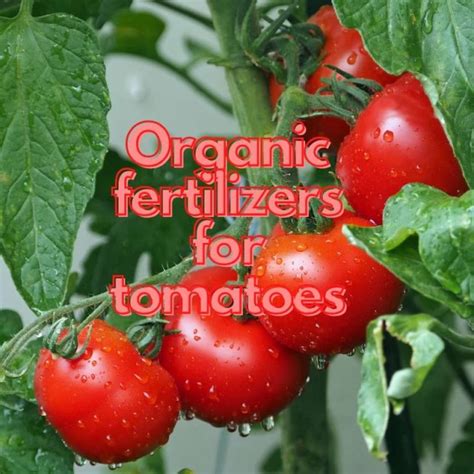 Nourishing Your Tomatoes: A Guide to Organic Fertilizers