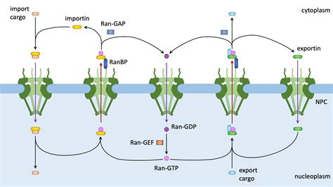 Nuclear Transport Reader